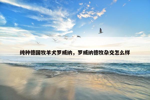 纯种德国牧羊犬罗威纳，罗威纳德牧杂交怎么样