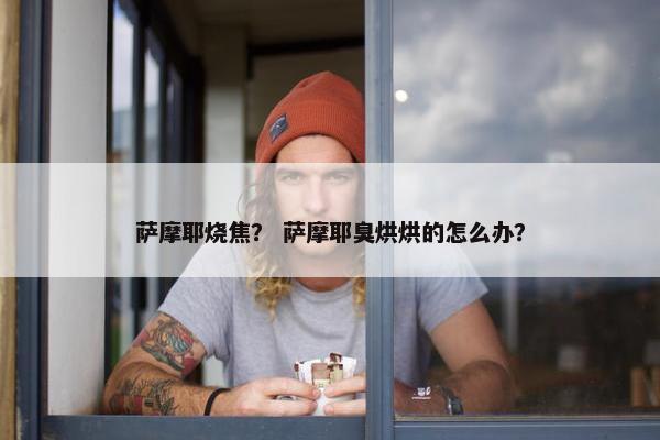 萨摩耶烧焦？ 萨摩耶臭烘烘的怎么办？