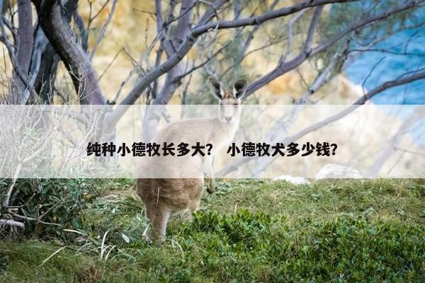 纯种小德牧长多大？ 小德牧犬多少钱？