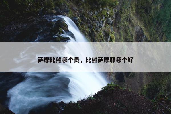 萨摩比熊哪个贵，比熊萨摩耶哪个好