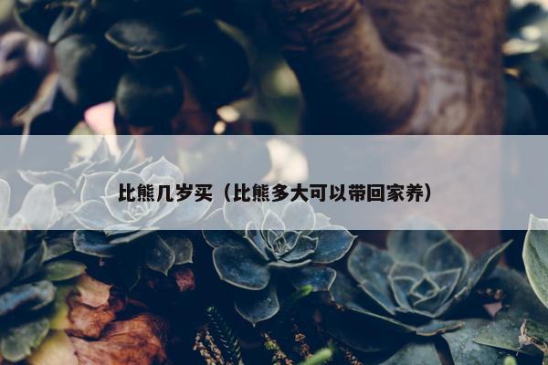 比熊几岁买（比熊多大可以带回家养）