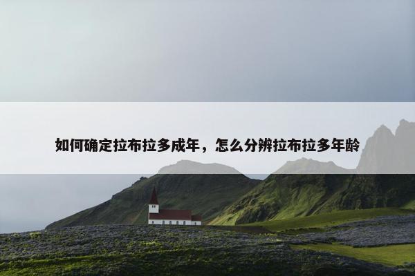 如何确定拉布拉多成年，怎么分辨拉布拉多年龄