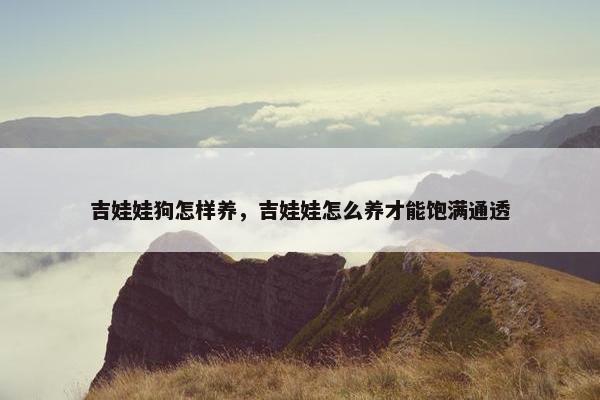 吉娃娃狗怎样养，吉娃娃怎么养才能饱满通透