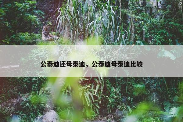 公泰迪还母泰迪，公泰迪母泰迪比较
