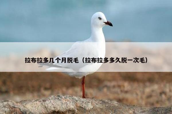 拉布拉多几个月脱毛（拉布拉多多久脱一次毛）