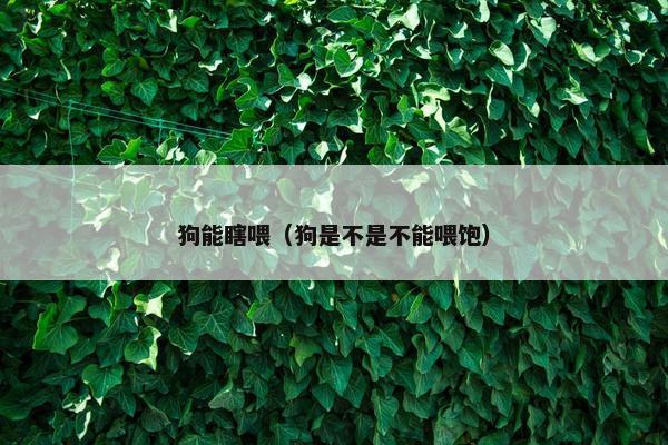 狗能瞎喂（狗是不是不能喂饱）