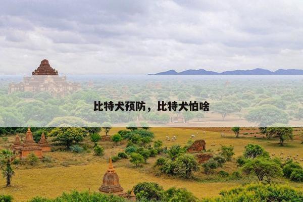 比特犬预防，比特犬怕啥