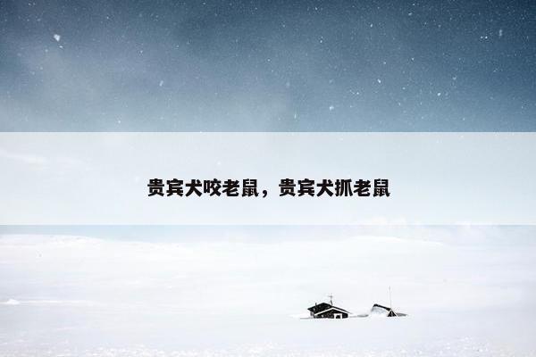 贵宾犬咬老鼠，贵宾犬抓老鼠
