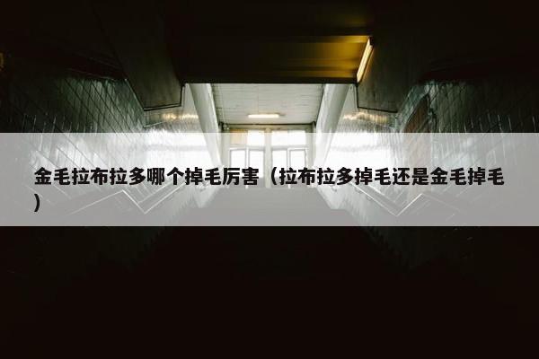 金毛拉布拉多哪个掉毛厉害（拉布拉多掉毛还是金毛掉毛）