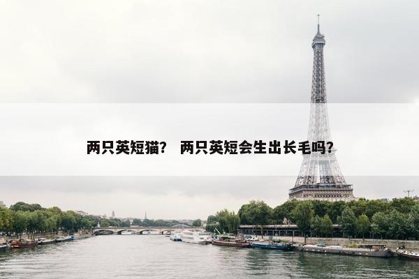 两只英短猫？ 两只英短会生出长毛吗？
