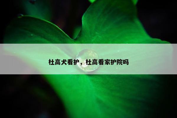 杜高犬看护，杜高看家护院吗