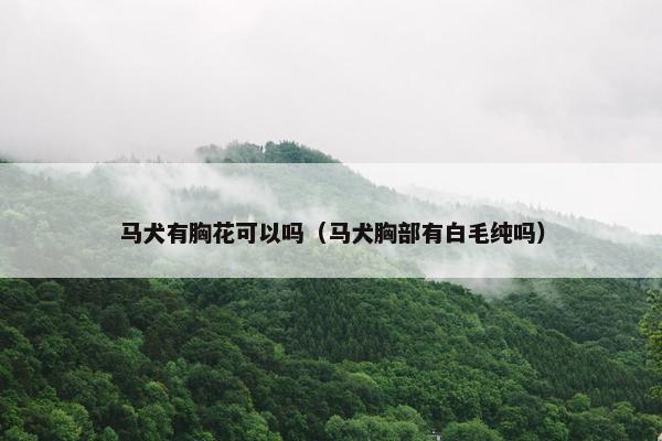 马犬有胸花可以吗（马犬胸部有白毛纯吗）