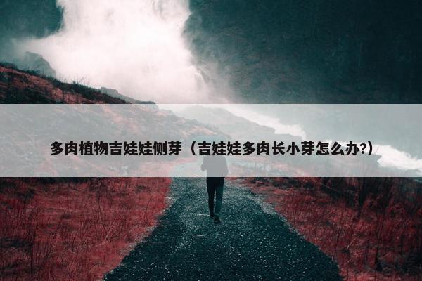 多肉植物吉娃娃侧芽（吉娃娃多肉长小芽怎么办?）