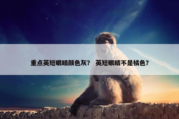 重点英短眼睛颜色灰？ 英短眼睛不是橘色？