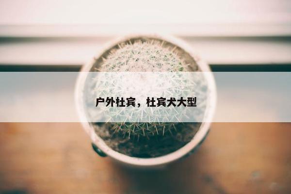 户外杜宾，杜宾犬大型