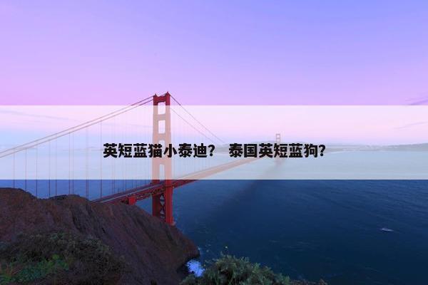 英短蓝猫小泰迪？ 泰国英短蓝狗？