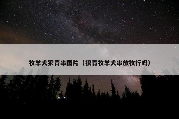 牧羊犬狼青串图片（狼青牧羊犬串放牧行吗）