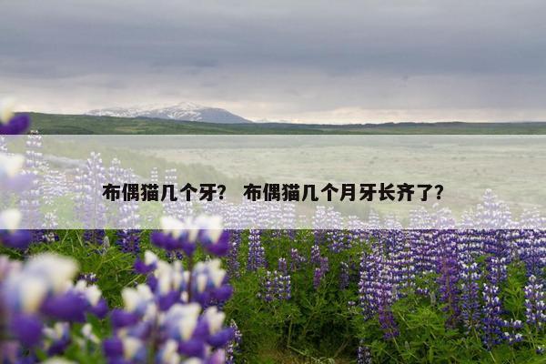 布偶猫几个牙？ 布偶猫几个月牙长齐了？
