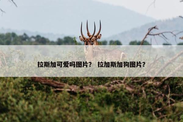 拉斯加可爱吗图片？ 拉加斯加狗图片？