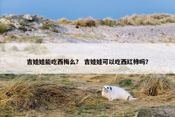 吉娃娃能吃西梅么？ 吉娃娃可以吃西红柿吗？