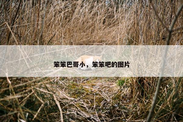 笨笨巴哥小，笨笨吧的图片