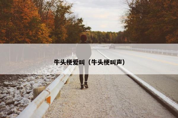 牛头梗爱叫（牛头梗叫声）