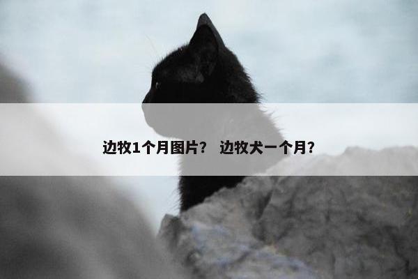 边牧1个月图片？ 边牧犬一个月？