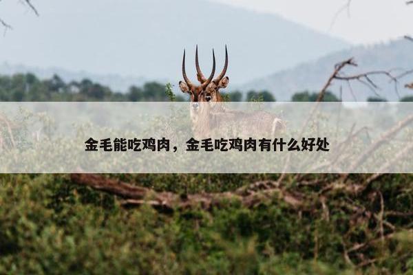 金毛能吃鸡肉，金毛吃鸡肉有什么好处