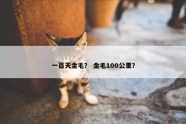 一百天金毛？ 金毛100公里？