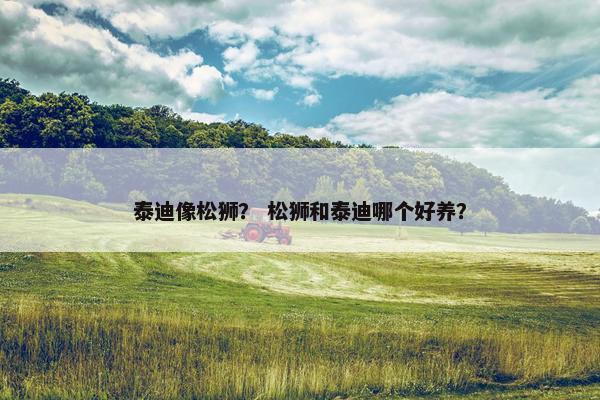泰迪像松狮？ 松狮和泰迪哪个好养？