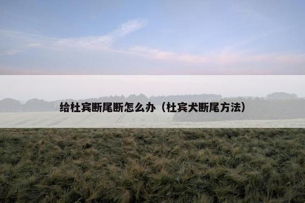 给杜宾断尾断怎么办（杜宾犬断尾方法）