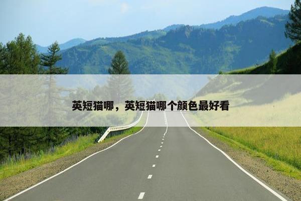 英短猫哪，英短猫哪个颜色最好看