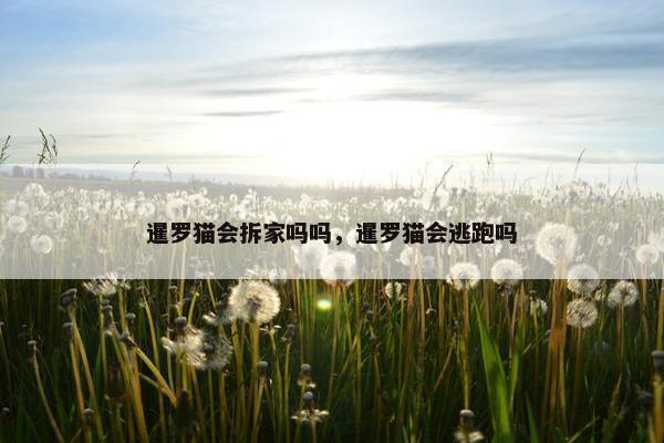 暹罗猫会拆家吗吗，暹罗猫会逃跑吗