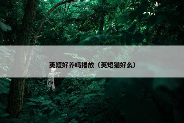 英短好养吗播放（英短猫好么）