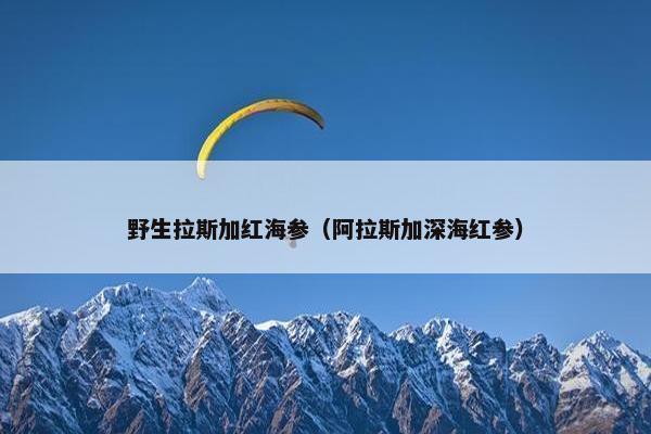 野生拉斯加红海参（阿拉斯加深海红参）