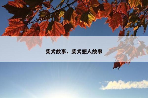 柴犬故事，柴犬感人故事
