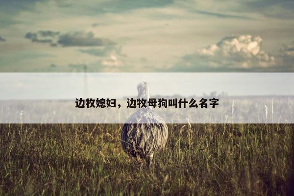 边牧媳妇，边牧母狗叫什么名字