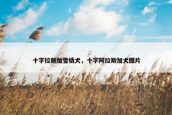 十字拉斯加雪橇犬，十字阿拉斯加犬图片