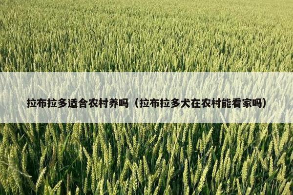 拉布拉多适合农村养吗（拉布拉多犬在农村能看家吗）