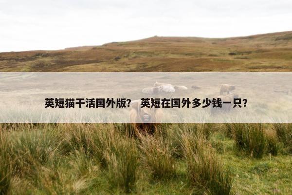 英短猫干活国外版？ 英短在国外多少钱一只？