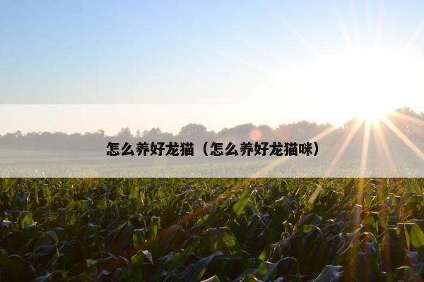 怎么养好龙猫（怎么养好龙猫咪）