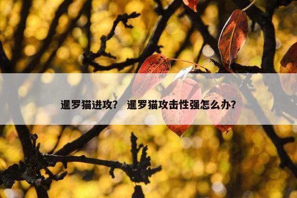 暹罗猫进攻？ 暹罗猫攻击性强怎么办？
