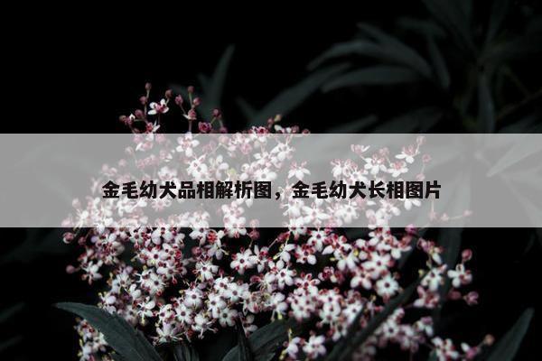 金毛幼犬品相解析图，金毛幼犬长相图片