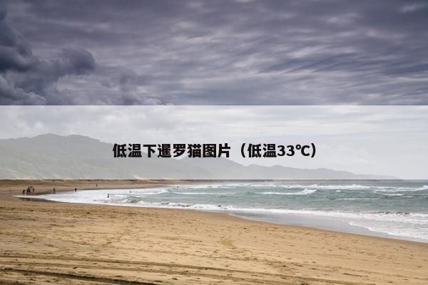 低温下暹罗猫图片（低温33℃）