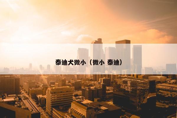 泰迪犬微小（微小 泰迪）