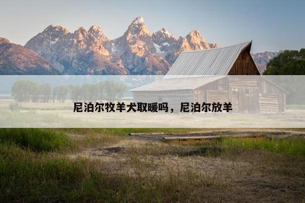 尼泊尔牧羊犬取暖吗，尼泊尔放羊