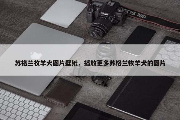 苏格兰牧羊犬图片壁纸，播放更多苏格兰牧羊犬的图片