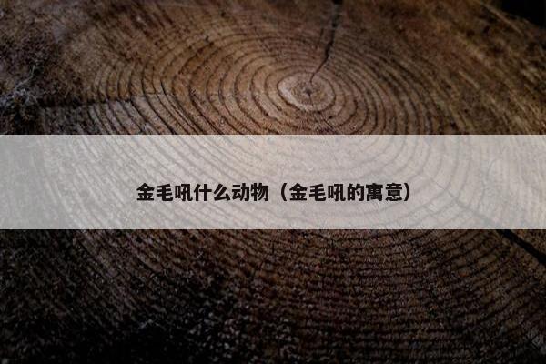 金毛吼什么动物（金毛吼的寓意）