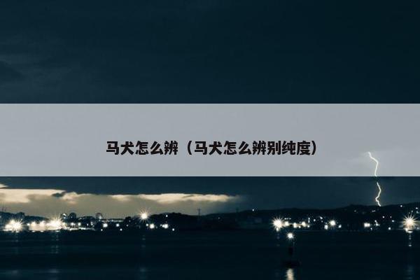马犬怎么辨（马犬怎么辨别纯度）