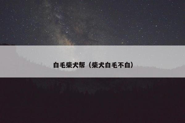 白毛柴犬帮（柴犬白毛不白）
